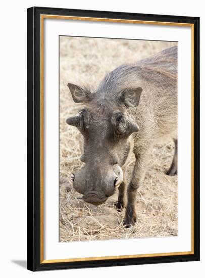 Namibia, Windhoek, Okapuka Ranch. Close-up of Warthog-Wendy Kaveney-Framed Photographic Print