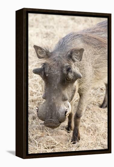 Namibia, Windhoek, Okapuka Ranch. Close-up of Warthog-Wendy Kaveney-Framed Premier Image Canvas