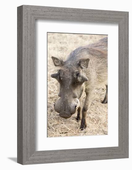 Namibia, Windhoek, Okapuka Ranch. Close-up of Warthog-Wendy Kaveney-Framed Photographic Print