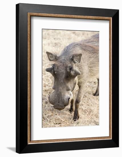 Namibia, Windhoek, Okapuka Ranch. Close-up of Warthog-Wendy Kaveney-Framed Photographic Print