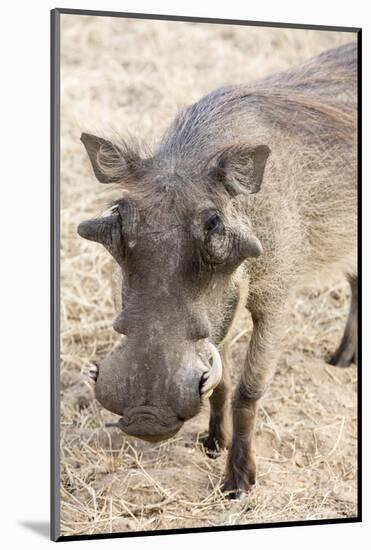 Namibia, Windhoek, Okapuka Ranch. Close-up of Warthog-Wendy Kaveney-Mounted Photographic Print