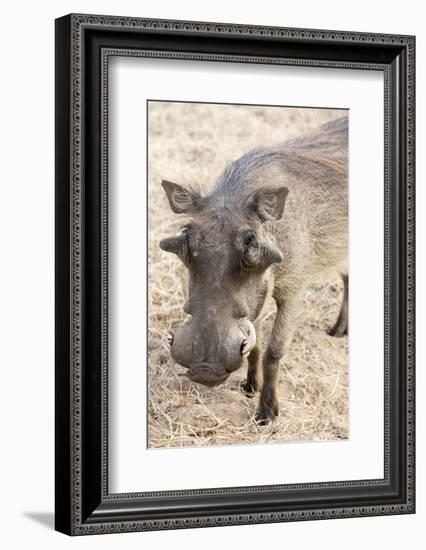 Namibia, Windhoek, Okapuka Ranch. Close-up of Warthog-Wendy Kaveney-Framed Photographic Print