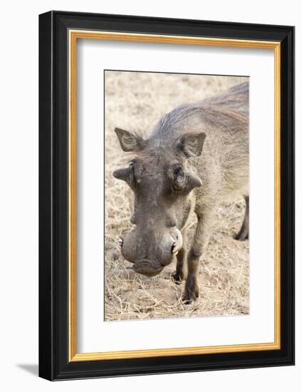 Namibia, Windhoek, Okapuka Ranch. Close-up of Warthog-Wendy Kaveney-Framed Photographic Print