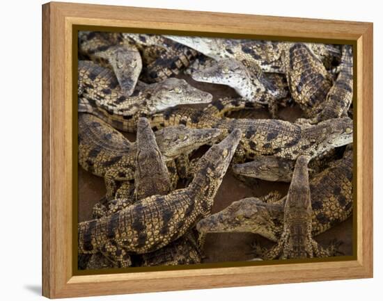 Namibia; Young Crocodiles at a Crocodile Farm-Niels Van Gijn-Framed Premier Image Canvas