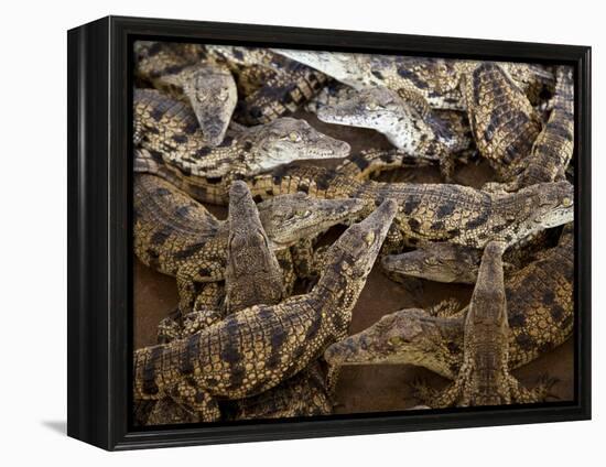 Namibia; Young Crocodiles at a Crocodile Farm-Niels Van Gijn-Framed Premier Image Canvas