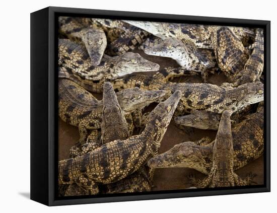 Namibia; Young Crocodiles at a Crocodile Farm-Niels Van Gijn-Framed Premier Image Canvas