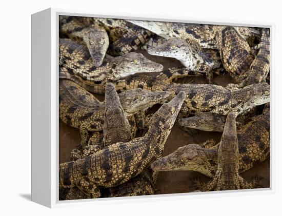 Namibia; Young Crocodiles at a Crocodile Farm-Niels Van Gijn-Framed Premier Image Canvas