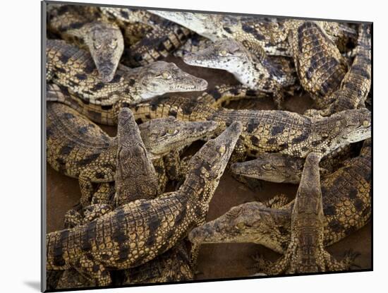 Namibia; Young Crocodiles at a Crocodile Farm-Niels Van Gijn-Mounted Photographic Print