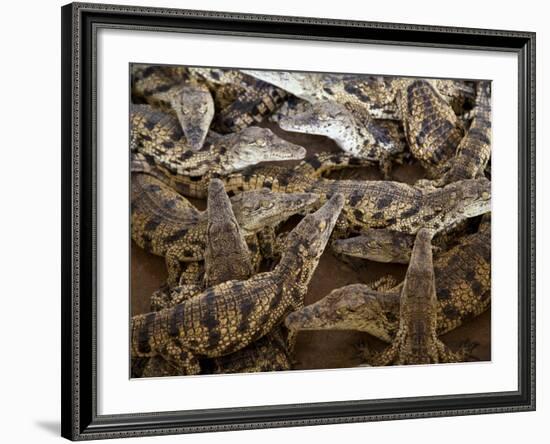 Namibia; Young Crocodiles at a Crocodile Farm-Niels Van Gijn-Framed Photographic Print