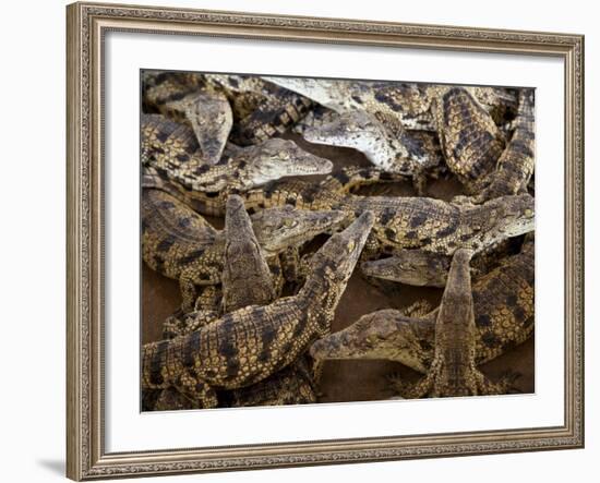 Namibia; Young Crocodiles at a Crocodile Farm-Niels Van Gijn-Framed Photographic Print