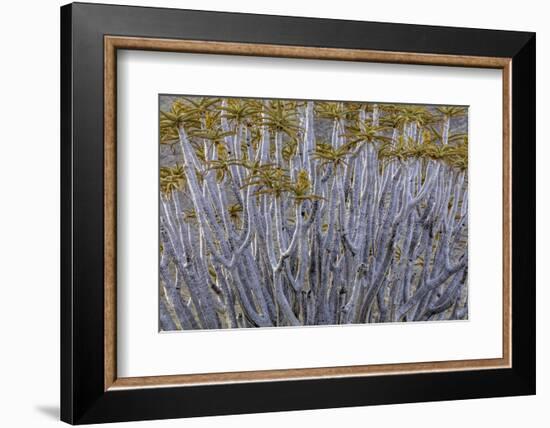 Namibia-Art Wolfe-Framed Photographic Print