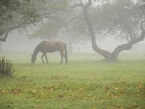 Two Horses Eating in Spring Pasture, Cape Elizabeth, Maine-Nance Trueworthy-Photographic Print