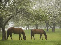 Two Horses Eating in Spring Pasture, Cape Elizabeth, Maine-Nance Trueworthy-Photographic Print