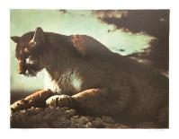 Stalking Lion-Nancy Glazier-Framed Collectable Print