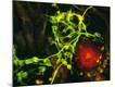Premium Photographic Print