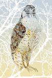Peregrine Falcon, 2015-Nancy Moniz Charalambous-Premier Image Canvas