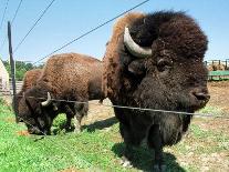 El Duque, Right, a 7-Year-Old Bison Weighing Nearly 2,000 Pounds, Contemplates His Share of Grain-Nancy Palmieri-Framed Photographic Print