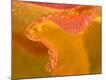 Premium Photographic Print