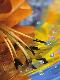 Premium Photographic Print