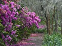 Blooming Azaleas on Middleton Plantation, South Carolina, USA-Nancy Rotenberg-Photographic Print