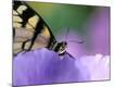 Premium Photographic Print