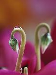 Datura Flower Close-Up, Pennsylvania, USA-Nancy Rotenberg-Photographic Print