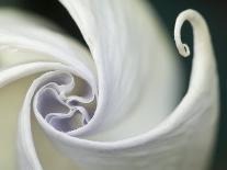 Datura Flower Close-Up, Pennsylvania, USA-Nancy Rotenberg-Photographic Print