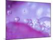 Premium Photographic Print