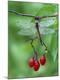 Premium Photographic Print