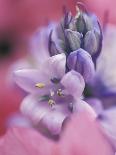 Blooming Azaleas on Middleton Plantation, South Carolina, USA-Nancy Rotenberg-Photographic Print