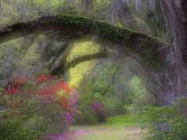 Moss-Laden Live Oak Tree, Magnolia Gardens, South Carolina, USA-Nancy Rotenberg-Framed Photographic Print