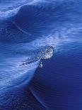 Cyclamen with Water Drop, Pennsylvania, USA-Nancy Rotenberg-Photographic Print