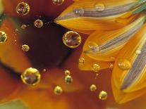 Petals on Mylar Surface with Dew Drops-Nancy Rotenberg-Photographic Print