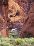 Red Rock, White Horse, White Mountains, Canyon De Chelly, Arizona, USA-Nancy Rotenberg-Photographic Print