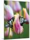 Premium Photographic Print