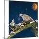 Premium Giclee Print