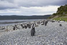 A magellanic penguin colony at the beach on Martillo Island, Tierra del Fuego, Argentina, South Ame-Nando Machado-Framed Photographic Print