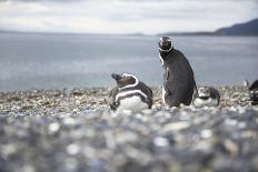 A magellanic penguin colony at the beach on Martillo Island, Tierra del Fuego, Argentina, South Ame-Nando Machado-Framed Photographic Print