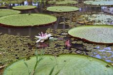 A water lily amongst water lily pads, Colombia, South America-Nando Machado-Framed Photographic Print