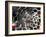 Nanotube Drug Delivery, Artwork-Equinox Graphics-Framed Photographic Print