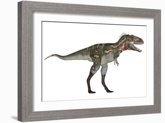 Nanotyrannus Dinosaur-Stocktrek Images-Framed Art Print