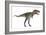 Nanotyrannus Dinosaur-Stocktrek Images-Framed Art Print