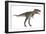 Nanotyrannus Dinosaur-Stocktrek Images-Framed Art Print