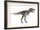 Nanotyrannus Dinosaur-Stocktrek Images-Framed Art Print