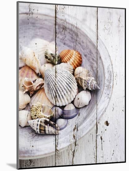 Nantucket Shells I-James Guilliam-Mounted Art Print