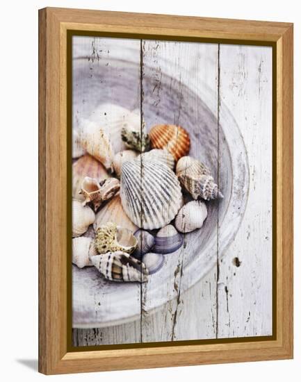 Nantucket Shells I-James Guilliam-Framed Stretched Canvas
