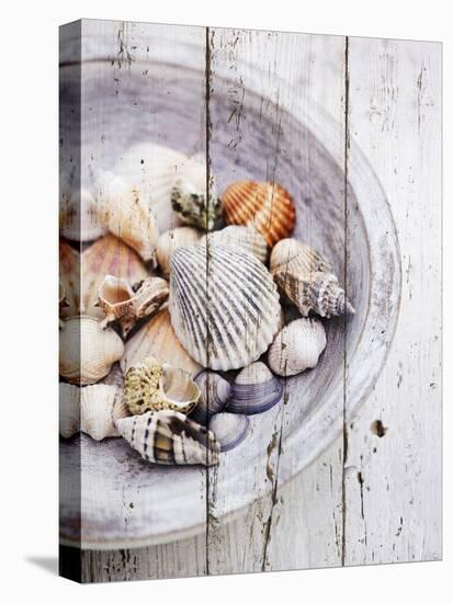 Nantucket Shells I-James Guilliam-Framed Stretched Canvas