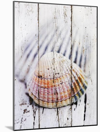 Nantucket Shells II-James Guilliam-Mounted Art Print