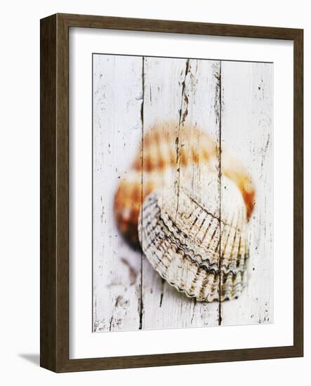 Nantucket Shells III-James Guilliam-Framed Art Print