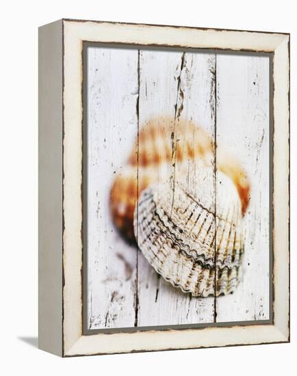 Nantucket Shells III-James Guilliam-Framed Stretched Canvas